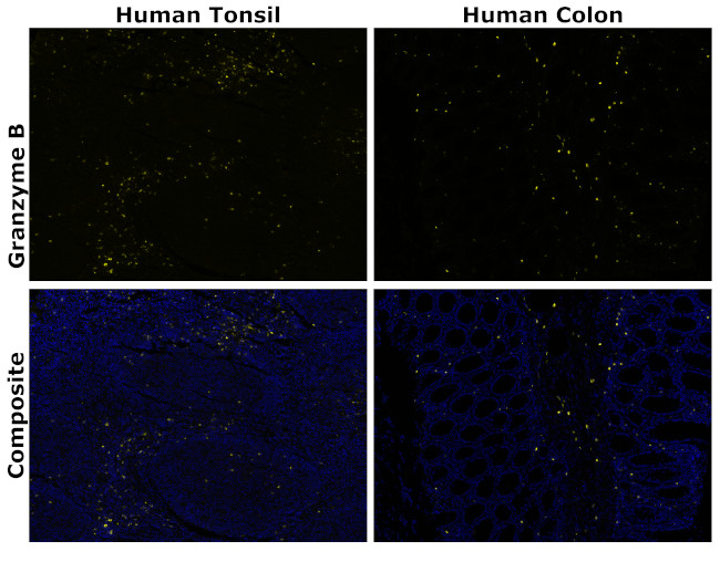 Granzyme B Antibody in Immunohistochemistry (Paraffin) (IHC (P))