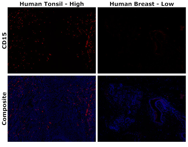 CD15 Antibody in Immunohistochemistry (Paraffin) (IHC (P))