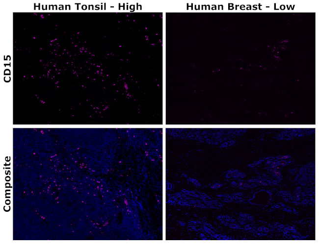 CD15 Antibody in Immunohistochemistry (Paraffin) (IHC (P))