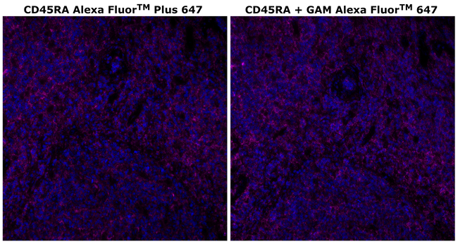 CD45RA Antibody in Immunohistochemistry (Paraffin) (IHC (P))