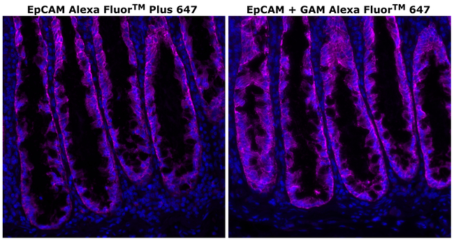 CD326 (EpCAM) Antibody in Immunohistochemistry (Paraffin) (IHC (P))
