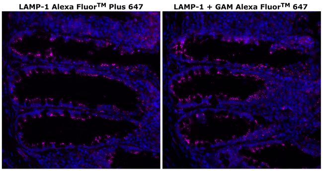 CD107a (LAMP-1) Antibody in Immunohistochemistry (Paraffin) (IHC (P))