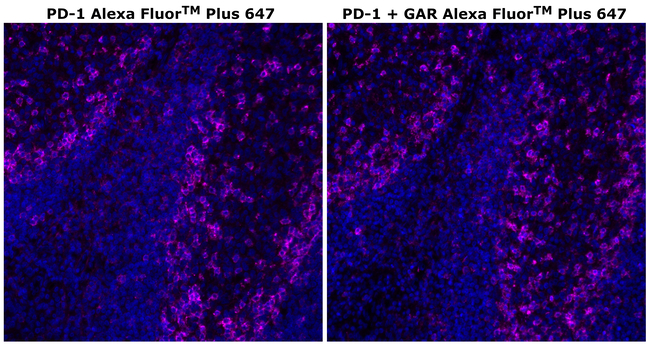 PD-1 (CD279) Antibody in Immunohistochemistry (Paraffin) (IHC (P))
