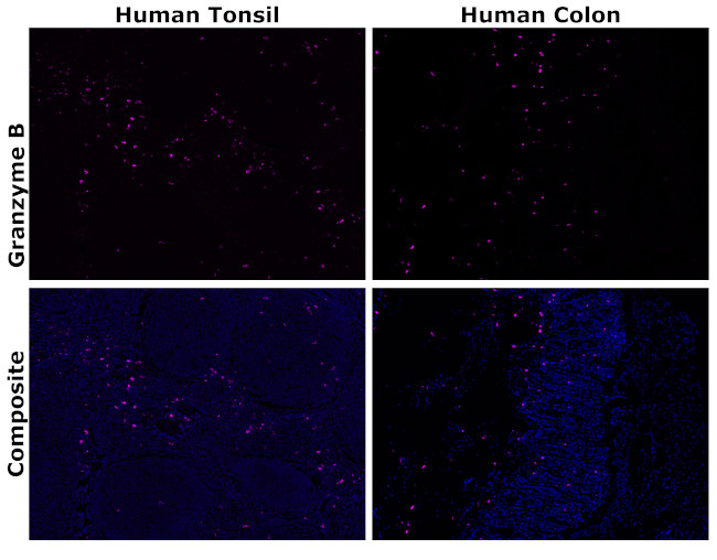 Granzyme B Antibody in Immunohistochemistry (Paraffin) (IHC (P))
