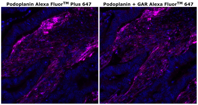 Podoplanin Antibody in Immunohistochemistry (Paraffin) (IHC (P))