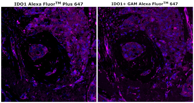 IDO Antibody in Immunohistochemistry (Paraffin) (IHC (P))