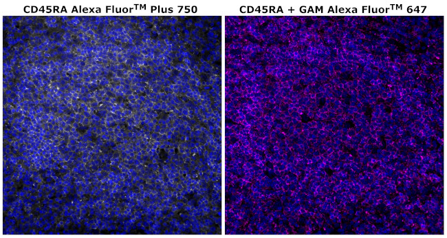 CD45RA Antibody in Immunohistochemistry (Paraffin) (IHC (P))