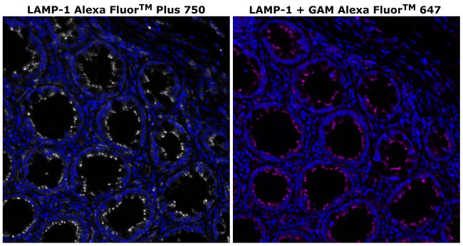 CD107a (LAMP-1) Antibody in Immunohistochemistry (Paraffin) (IHC (P))