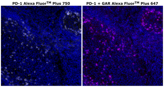 PD-1 (CD279) Antibody in Immunohistochemistry (Paraffin) (IHC (P))