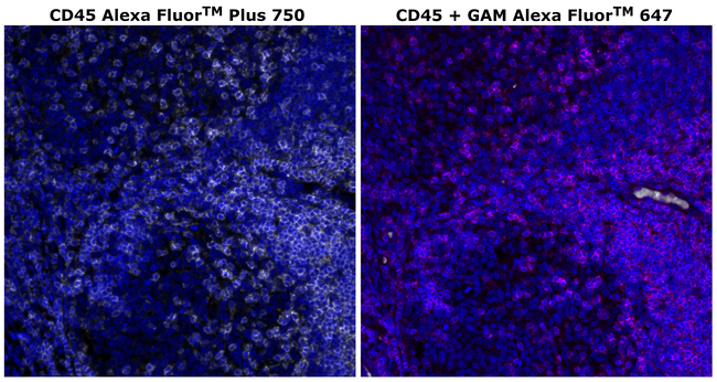 CD45 Antibody in Immunohistochemistry (Paraffin) (IHC (P))