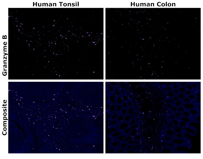Granzyme B Antibody in Immunohistochemistry (Paraffin) (IHC (P))