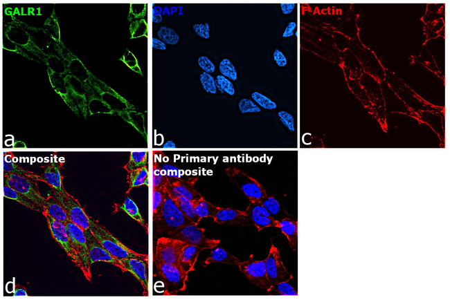 GALR1 Antibody in Immunocytochemistry (ICC/IF)