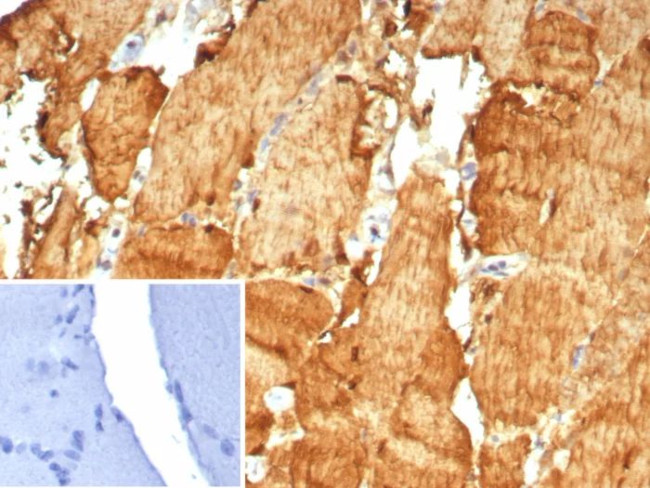 Carbonic Anhydrase 3/CA3 Antibody in Immunohistochemistry (Paraffin) (IHC (P))