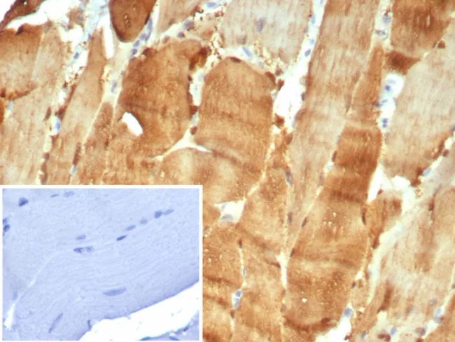 Carbonic Anhydrase 3/CA3 Antibody in Immunohistochemistry (Paraffin) (IHC (P))