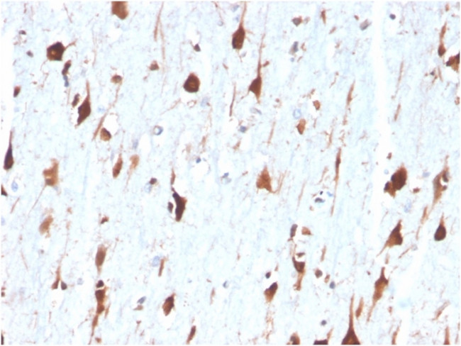 Carbonic Anhydrase VIII Antibody in Immunohistochemistry (Paraffin) (IHC (P))