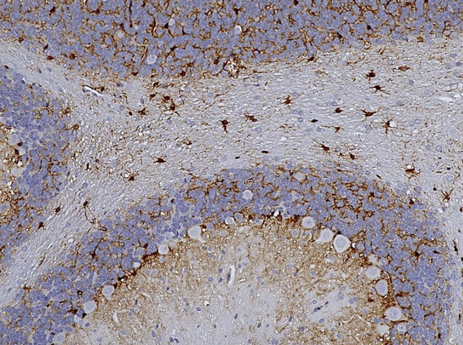 Aldh1L1 Antibody in Immunohistochemistry (IHC)