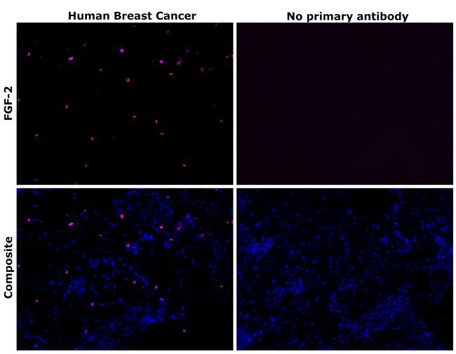 FGF-2 Antibody in Immunohistochemistry (Paraffin) (IHC (P))