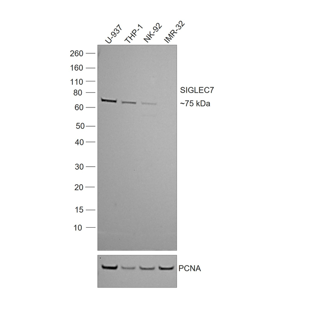 SIGLEC7 Antibody in Western Blot (WB)