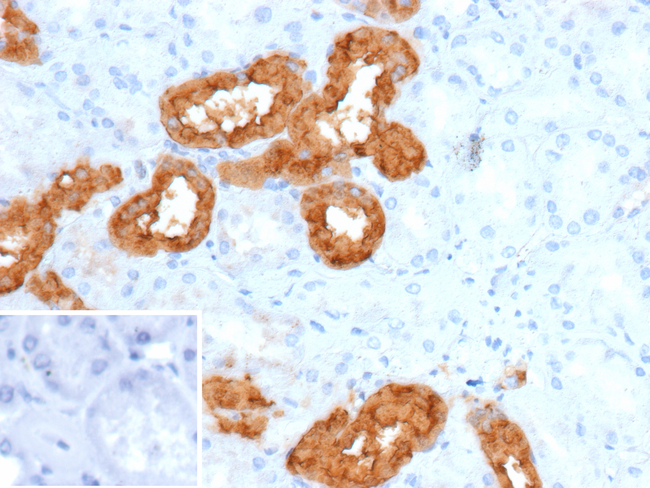 Calbindin-1/CALB1 (Neuronal Marker) Antibody in Immunohistochemistry (Paraffin) (IHC (P))