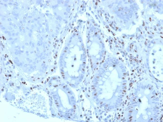 MZF1 (Transcriptional Corepressor) Antibody in Immunohistochemistry (Paraffin) (IHC (P))