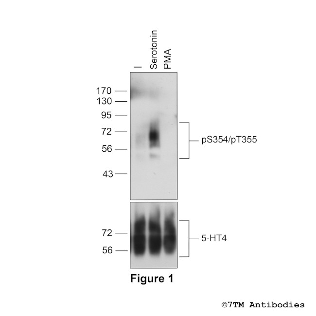 Phospho-5-HT Receptor 4 (Ser354, Thr355) Antibody in Western Blot (WB)