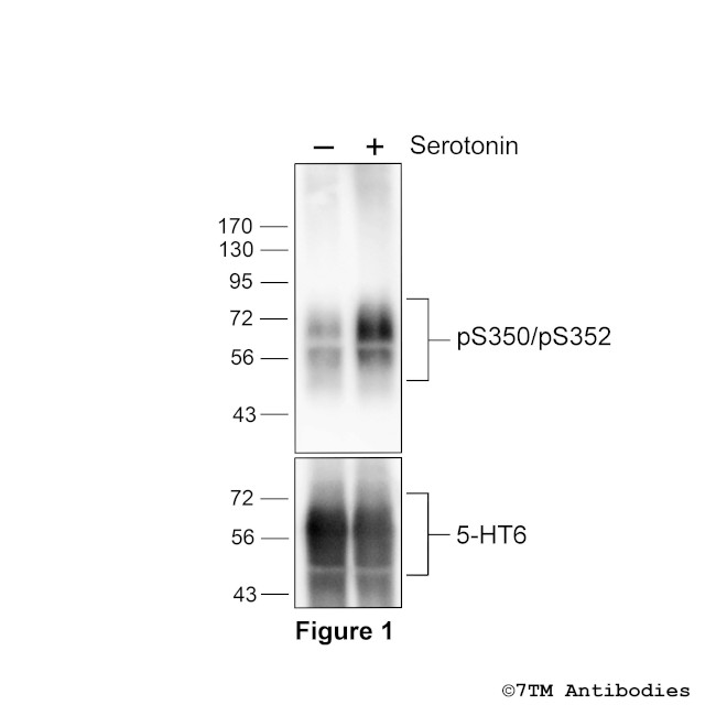 Phospho-5-HT Receptor 6 (Ser350, Ser352) Antibody in Western Blot (WB)