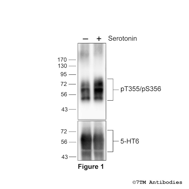 Phospho-5-HT Receptor 6 (Thr355, Ser356) Antibody in Western Blot (WB)