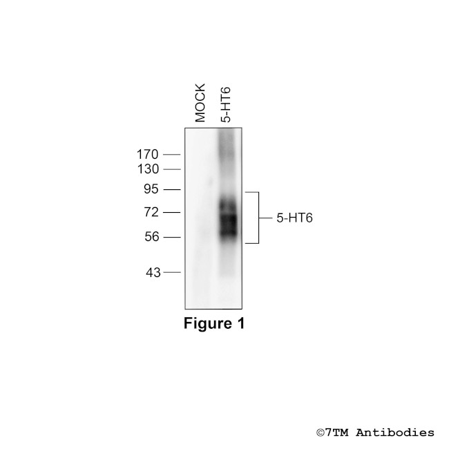 5-HT6 (5-HT Receptor 6) Antibody in Western Blot (WB)