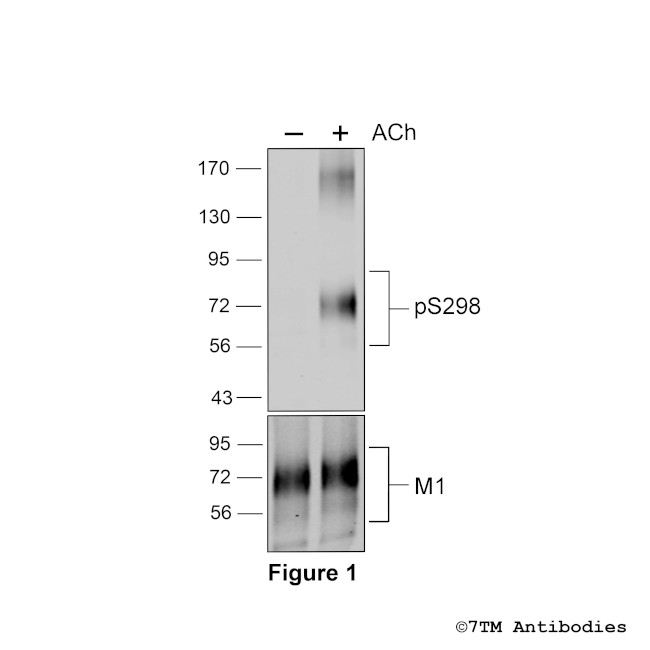 Phospho-M1 Muscarinic Acetylcholine Receptor (Ser298) Antibody in Western Blot (WB)