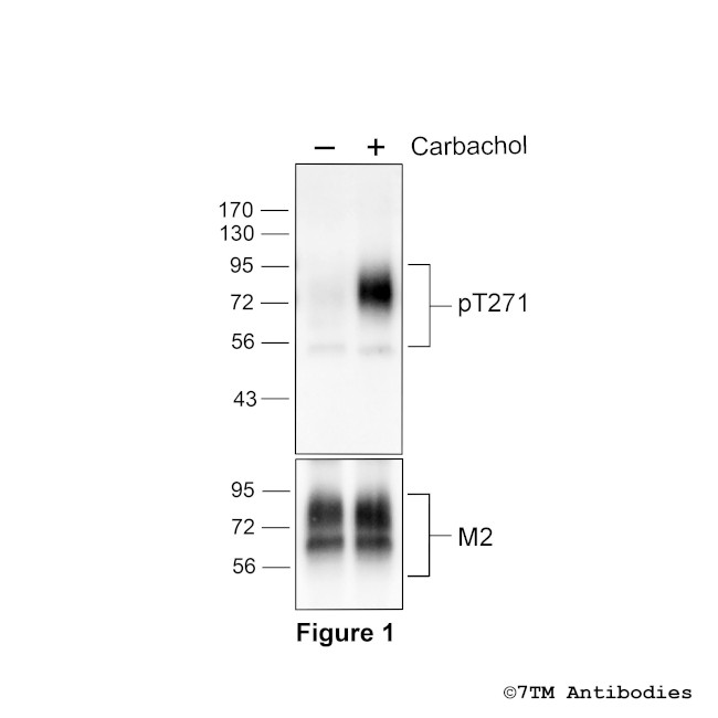 Phospho-M2 Muscarinic Acetylcholine Receptor (Thr271) Antibody in Western Blot (WB)