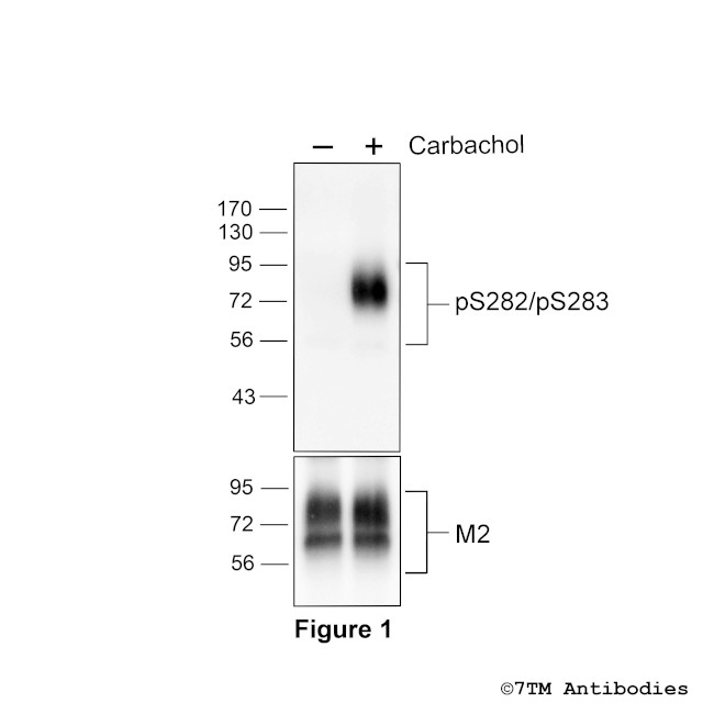 Phospho-M2 Muscarinic Acetylcholine Receptor (Ser282, Ser283) Antibody in Western Blot (WB)