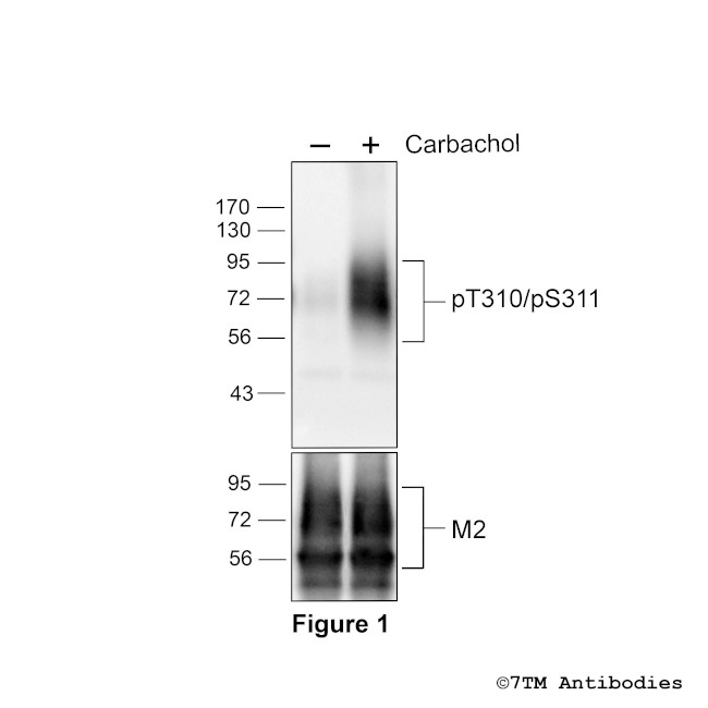 Phospho-M2 Muscarinic Acetylcholine Receptor (Thr310, Ser311) Antibody in Western Blot (WB)