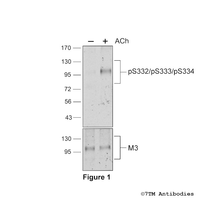 Phospho-M3 Muscarinic Acetylcholine Receptor (Ser332, Ser333, Ser334) Antibody in Western Blot (WB)