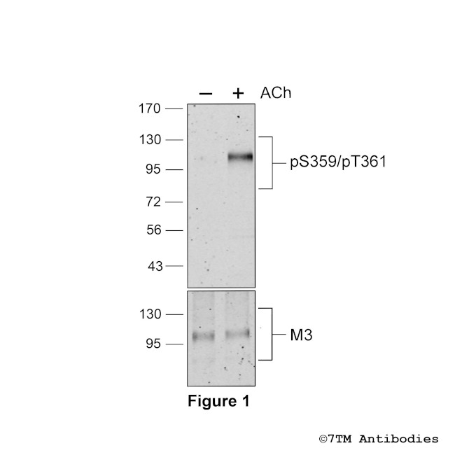 Phospho-M3 Muscarinic Acetylcholine Receptor (Ser359, Thr361) Antibody in Western Blot (WB)