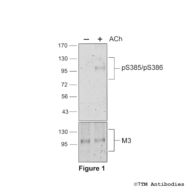 Phospho-M3 Muscarinic Acetylcholine Receptor (Ser385, Ser386) Antibody in Western Blot (WB)