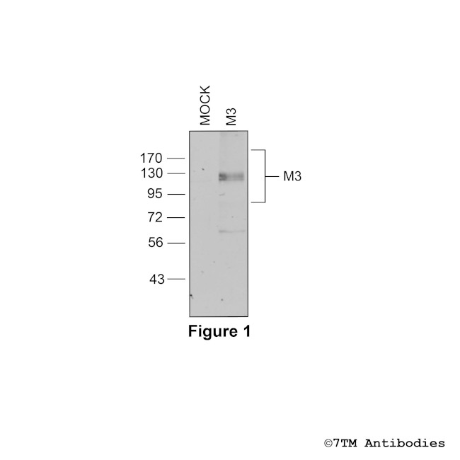 M3 (M3 Muscarinic Acetylcholine Receptor) Antibody in Western Blot (WB)