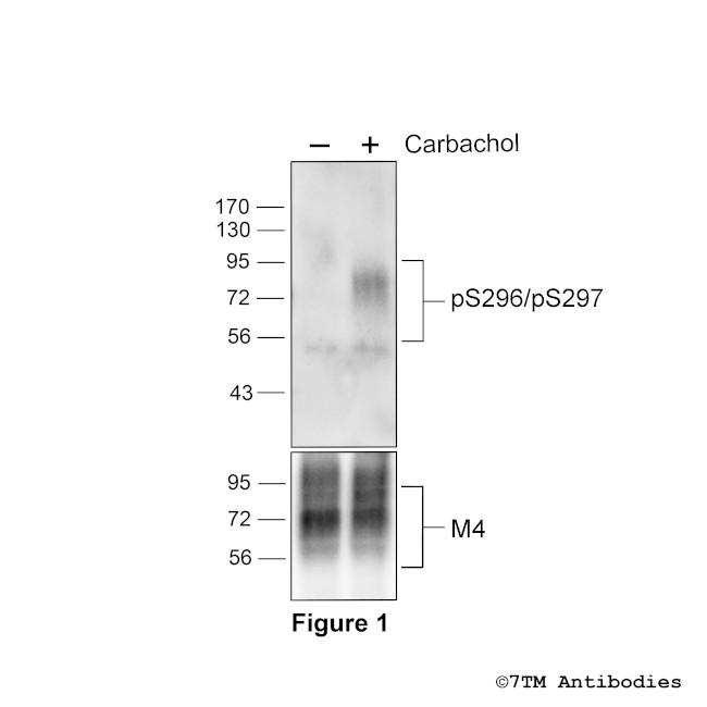 Phospho-M4 Muscarinic Acetylcholine Receptor (Ser296, Ser297) Antibody in Western Blot (WB)