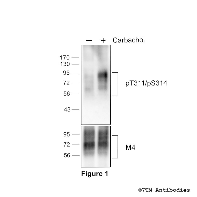 Phospho-M4 Muscarinic Acetylcholine Receptor (Thr311, Ser314) Antibody in Western Blot (WB)