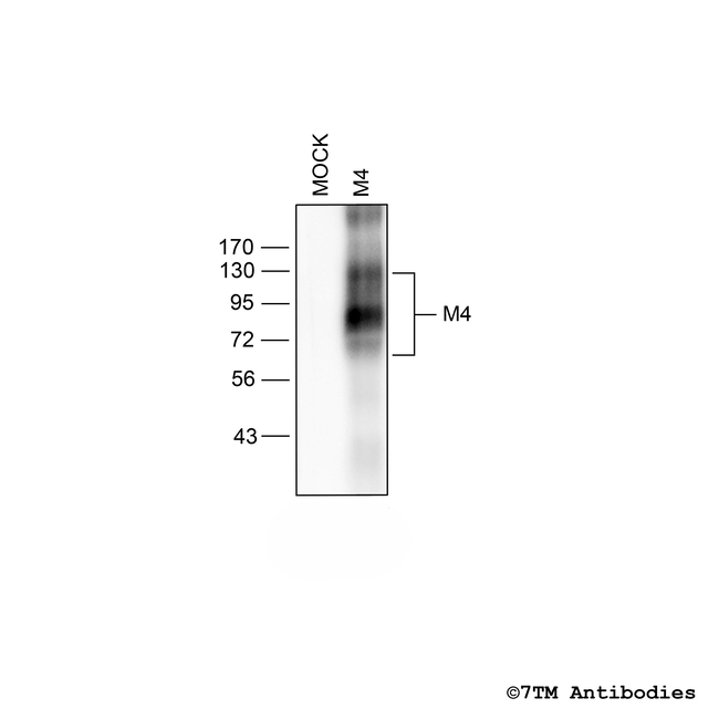 M4 (M4 Muscarinic Acetylcholine Receptor) Antibody in Western Blot (WB)