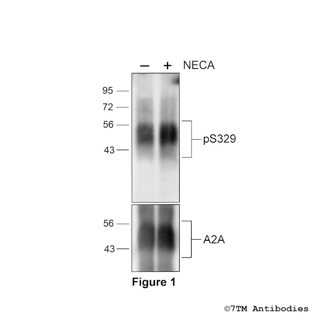 Phospho-A2A Adenosine Receptor (Ser329) Antibody in Western Blot (WB)