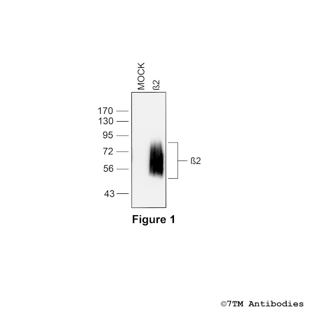 beta-2, beta-2-Adrenoceptor Antibody in Western Blot (WB)