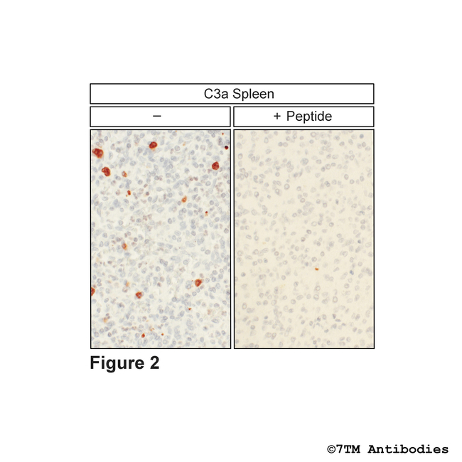 C3a, Complement C3a Receptor Antibody in Immunohistochemistry (Paraffin) (IHC (P))