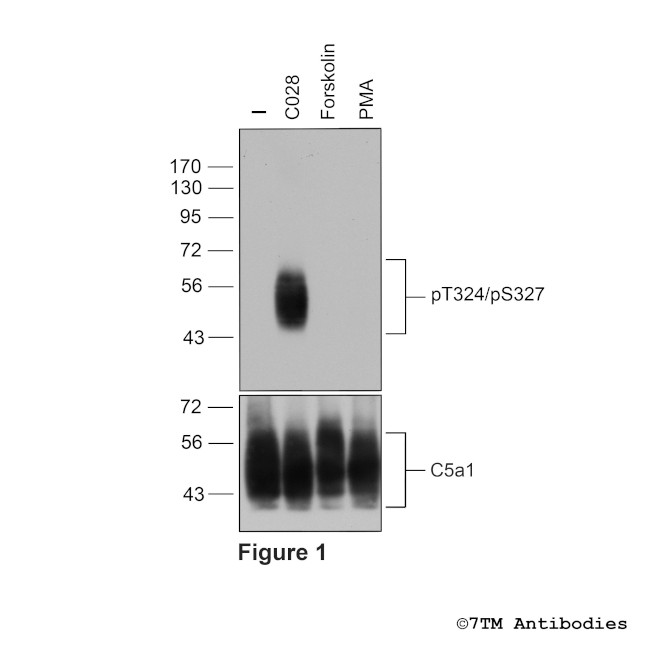Phospho-Complement C5a Receptor 1 (Thr324, Ser327) Antibody in Western Blot (WB)