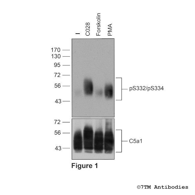 Phospho-Complement C5a Receptor 1 (Ser332, Ser334) Antibody in Western Blot (WB)