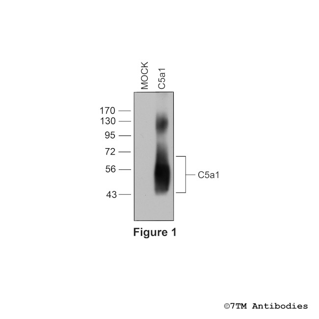 C5a1, Complement C5a Receptor 1 Antibody in Western Blot (WB)