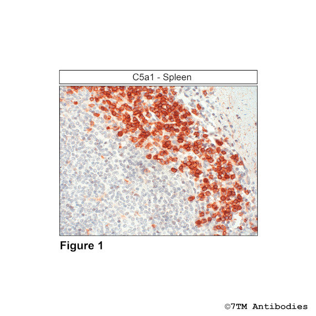 C5a1, Complement C5a Receptor 1 Antibody in Immunohistochemistry (Paraffin) (IHC (P))