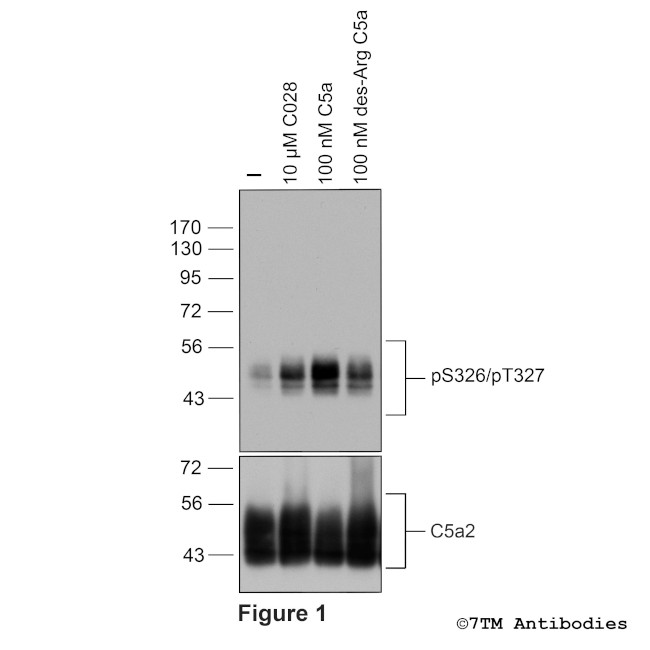 Phospho-Complement C5a Receptor 2 (Ser326, Thr327) Antibody in Western Blot (WB)