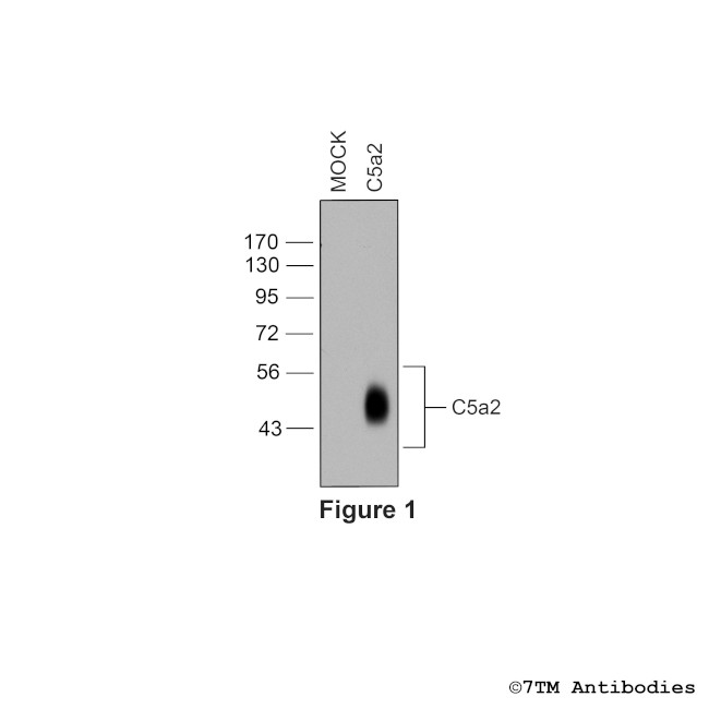 C5a2, Complement C5a Receptor 2 Antibody in Western Blot (WB)