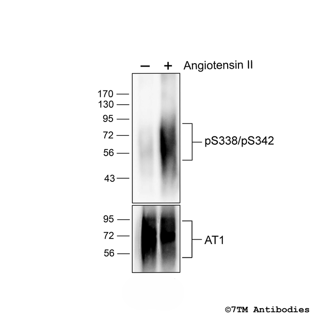 Phospho-Angiotensin Receptor 1 (Ser338, Ser342) Antibody in Western Blot (WB)
