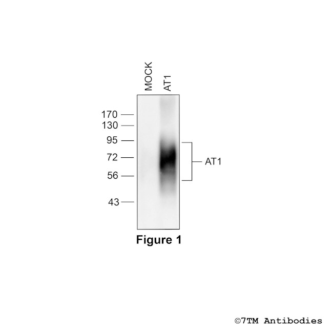 AT1 (Angiotensin Receptor 1) Antibody in Western Blot (WB)